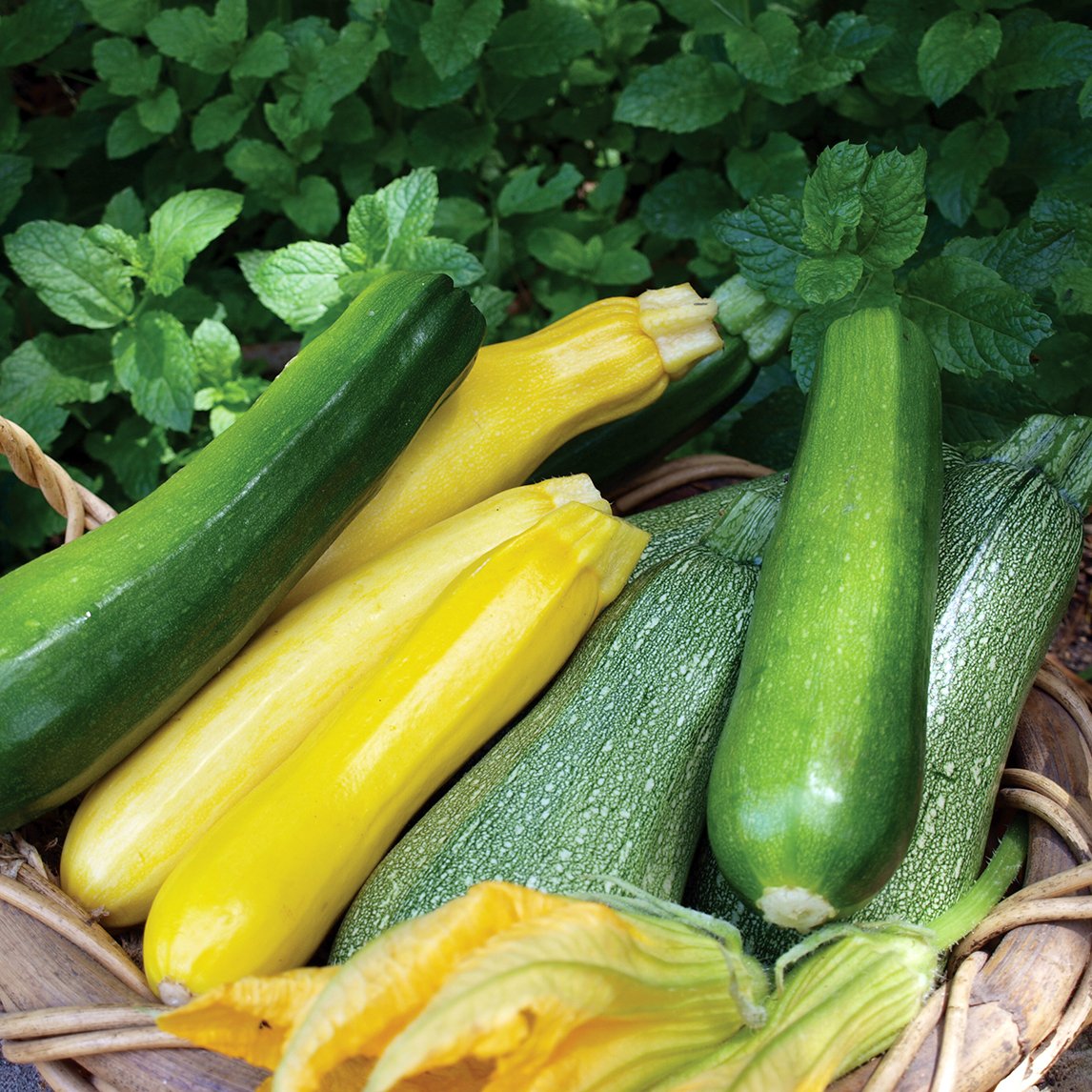 Zucchini 'Golden'