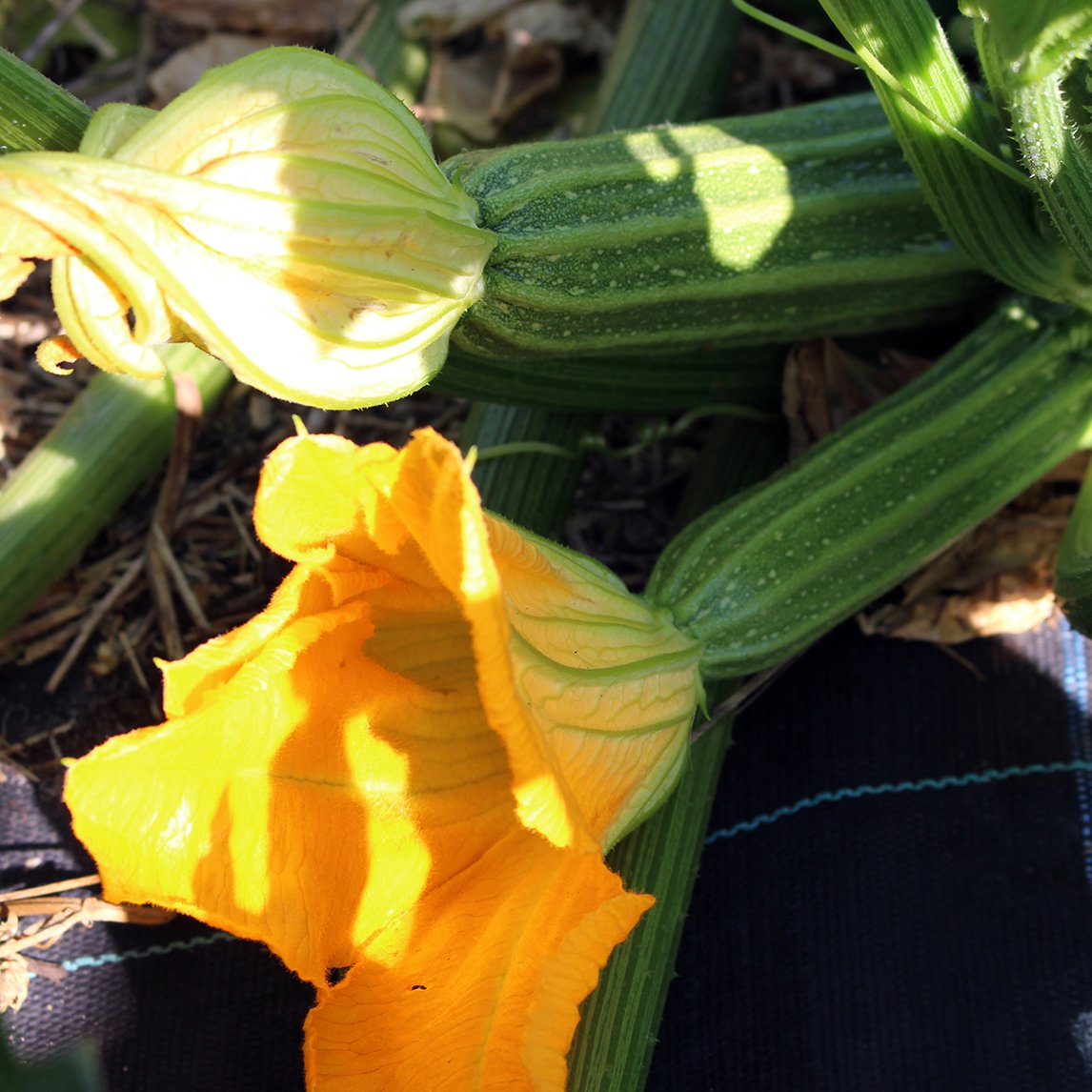 Zucchini 'Long Florence'