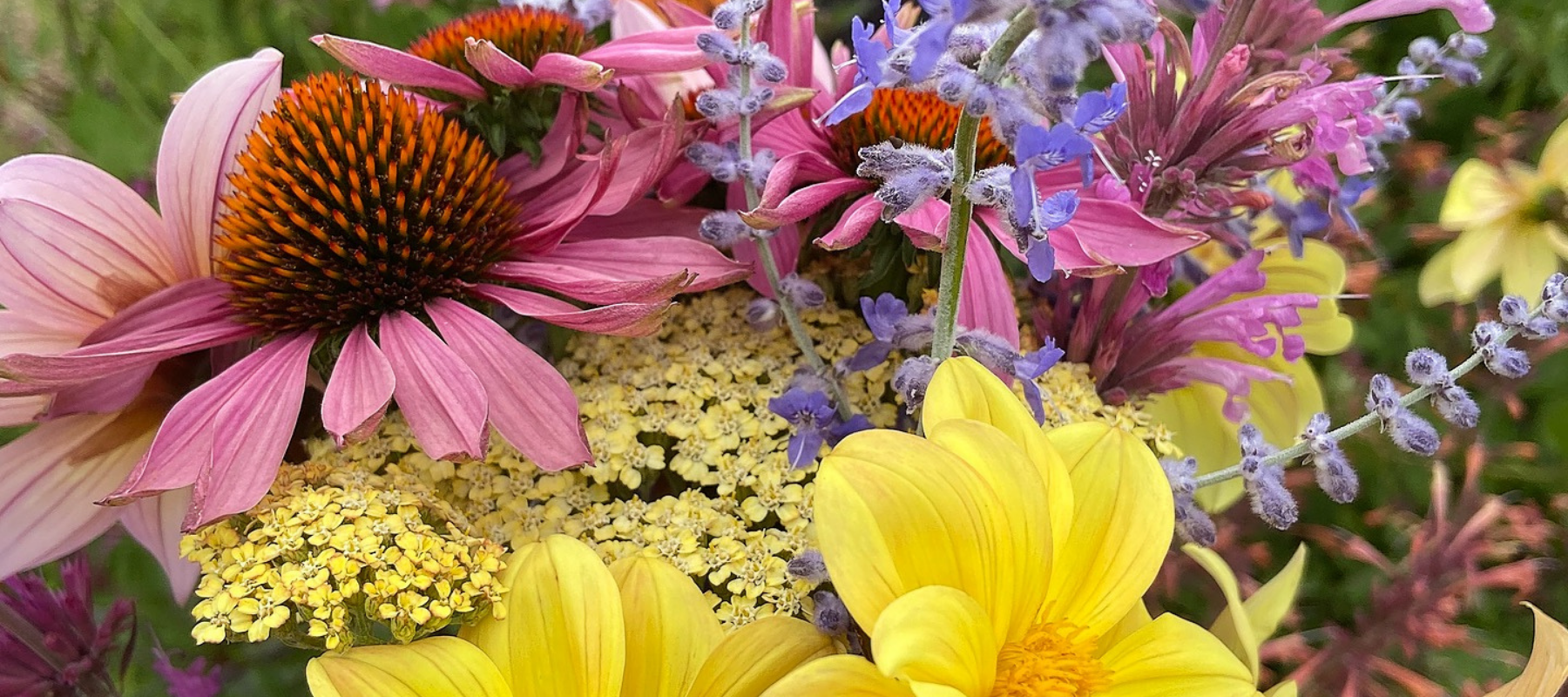 Cutting Summer Perennials