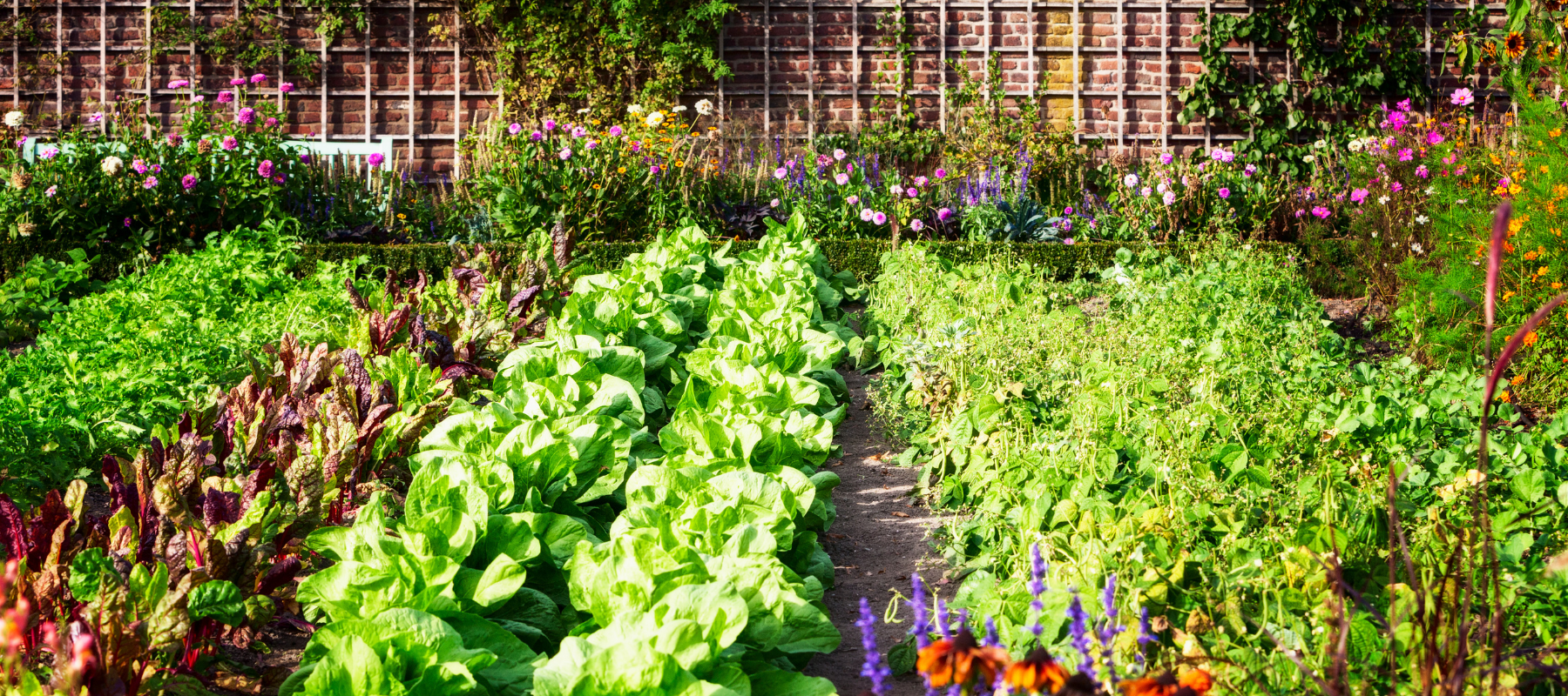 Grow Your Own Food
