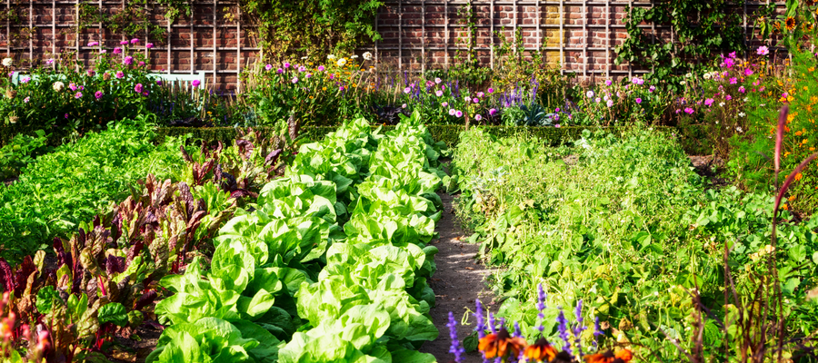 Grow Your Own Food