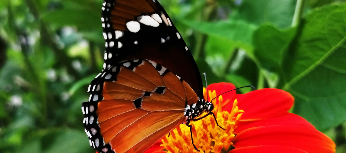 Sex and death in the world of plants