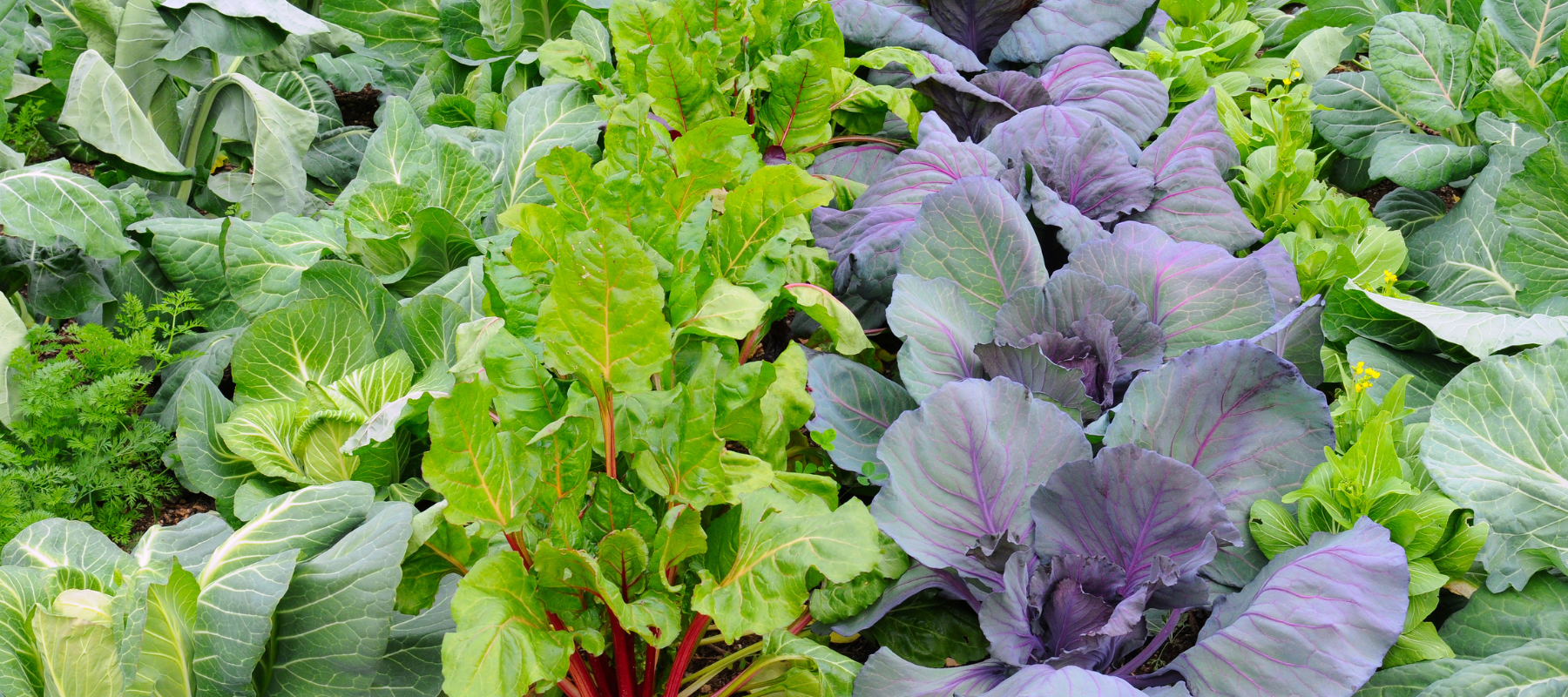 Growing your own winter vegetables