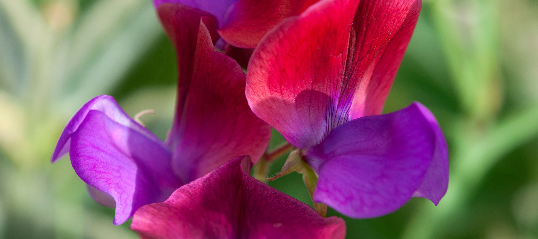Early history and breeding of sweet peas