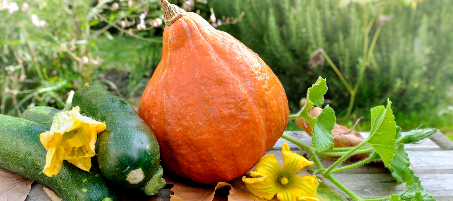 Autumn Vegetable Garden