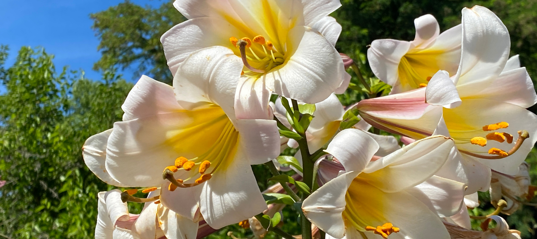 Liliums (Lily flowers) How to grow and care with success