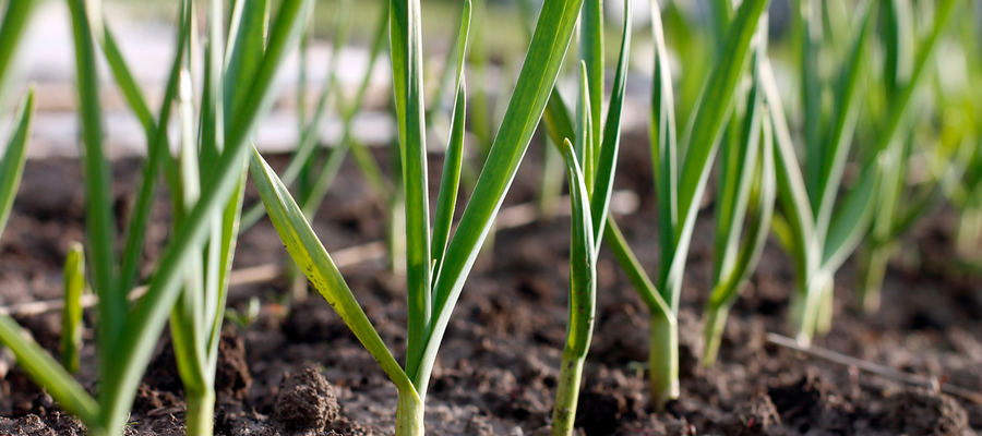 Soft neck garlic and hard neck garlic: What is the difference?