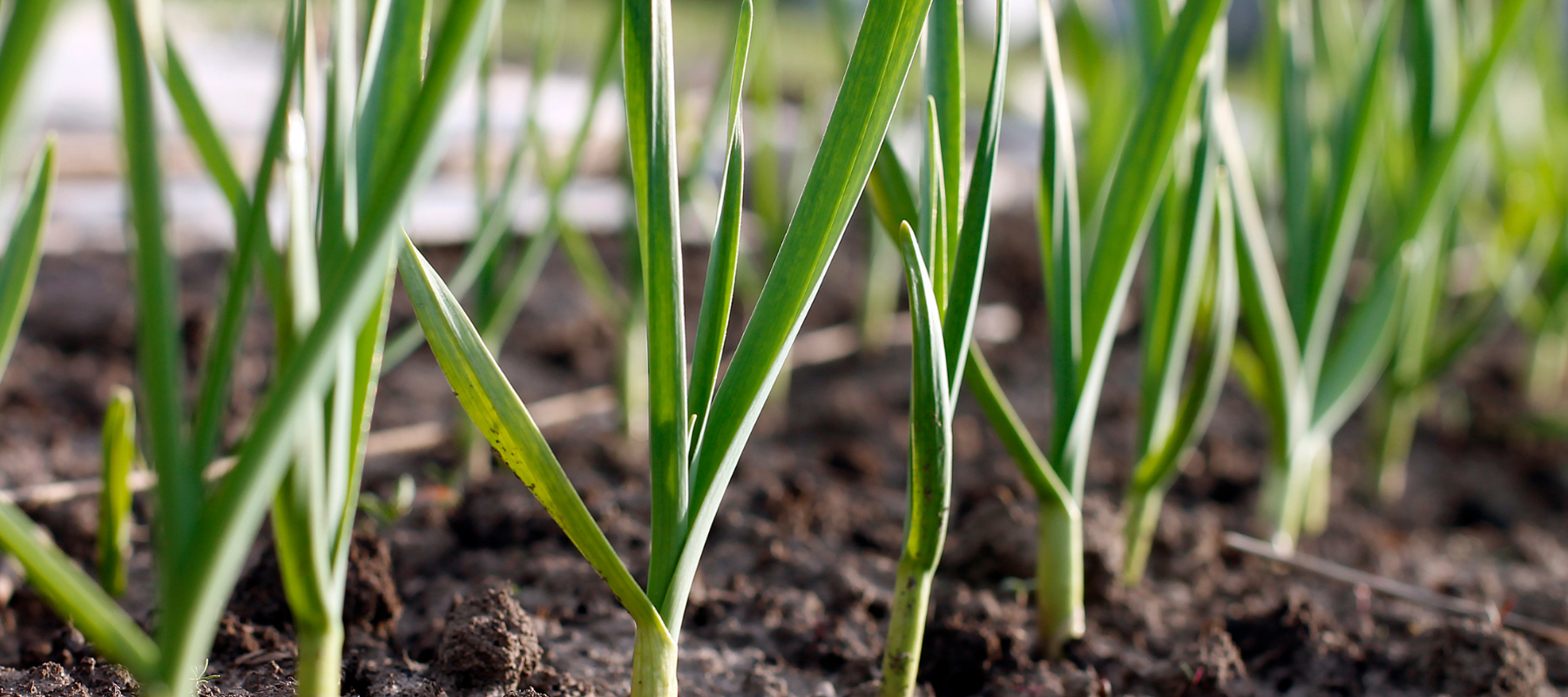 Soft neck garlic and hard neck garlic: What is the difference?