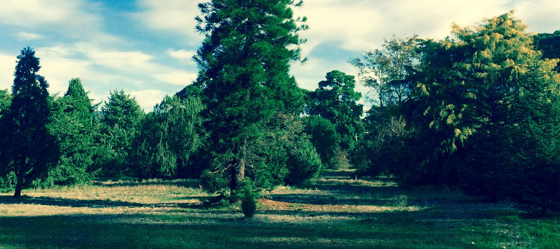 Cook’s Gondwana Pine