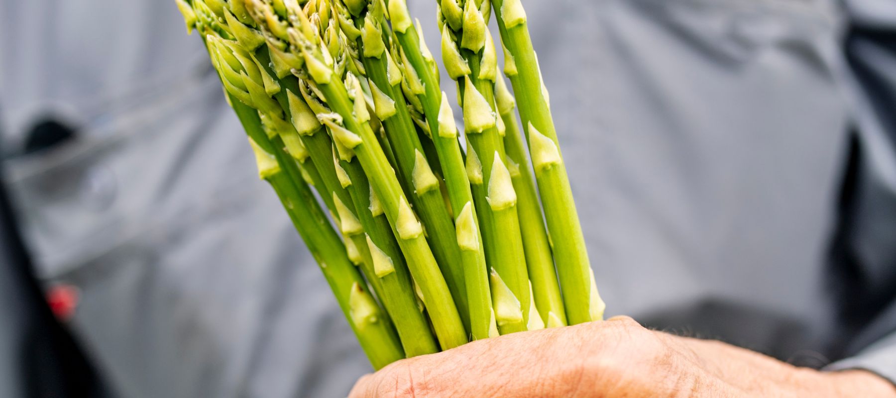 Asparagus harvest tips