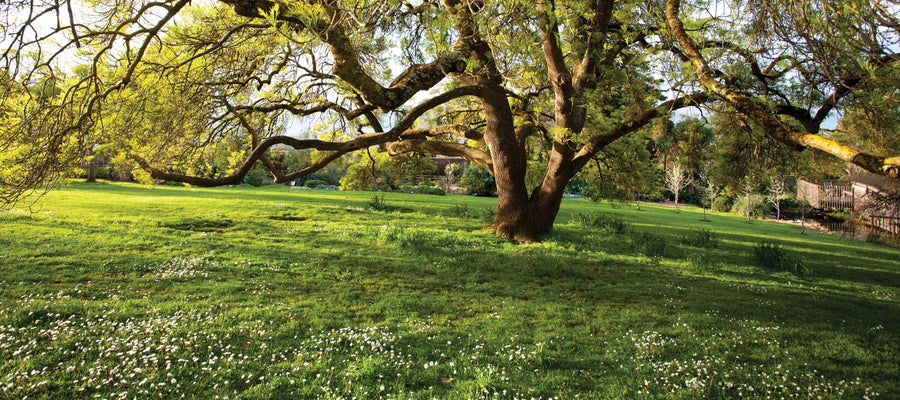 Garden guide: April - Cool Region