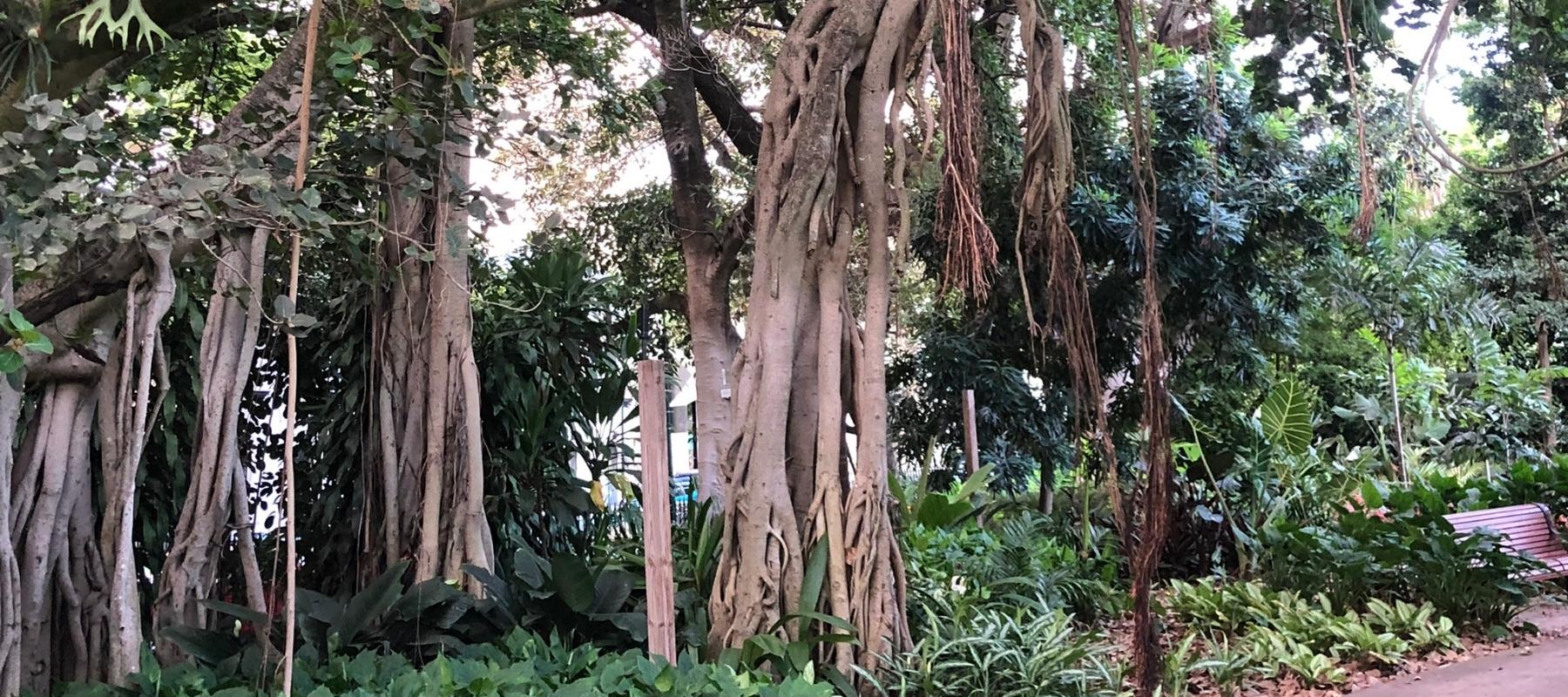 Tropical rainforest at Maleny