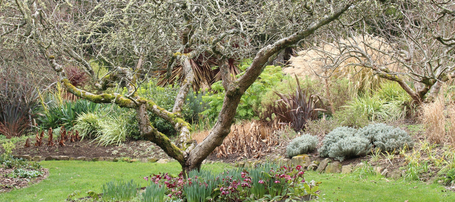Garden guide: August - Hot Region
