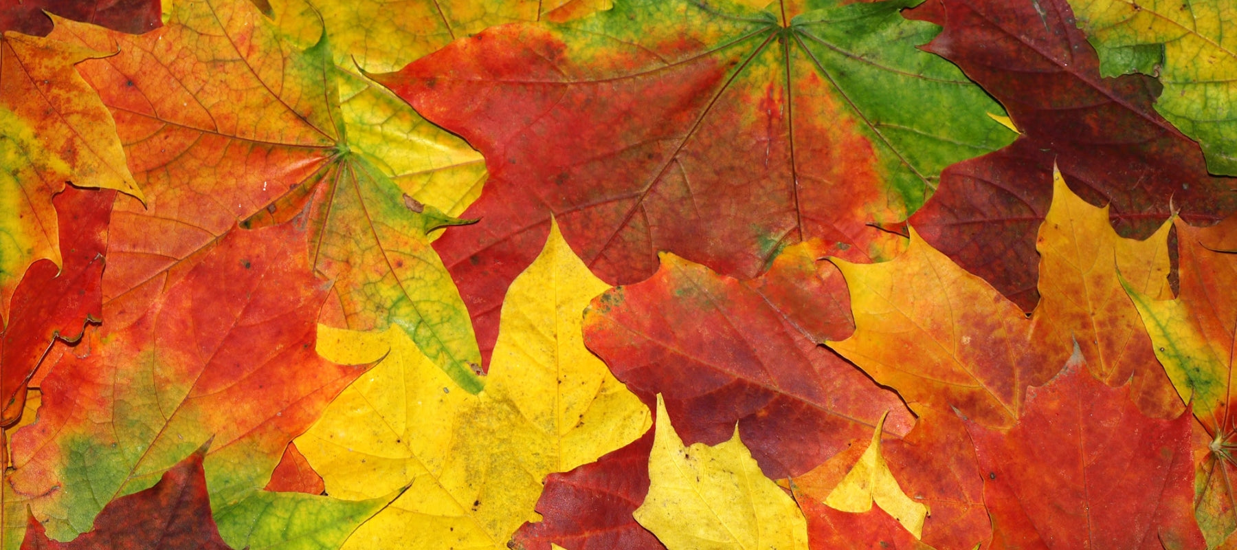 The science behind autumn foliage colour