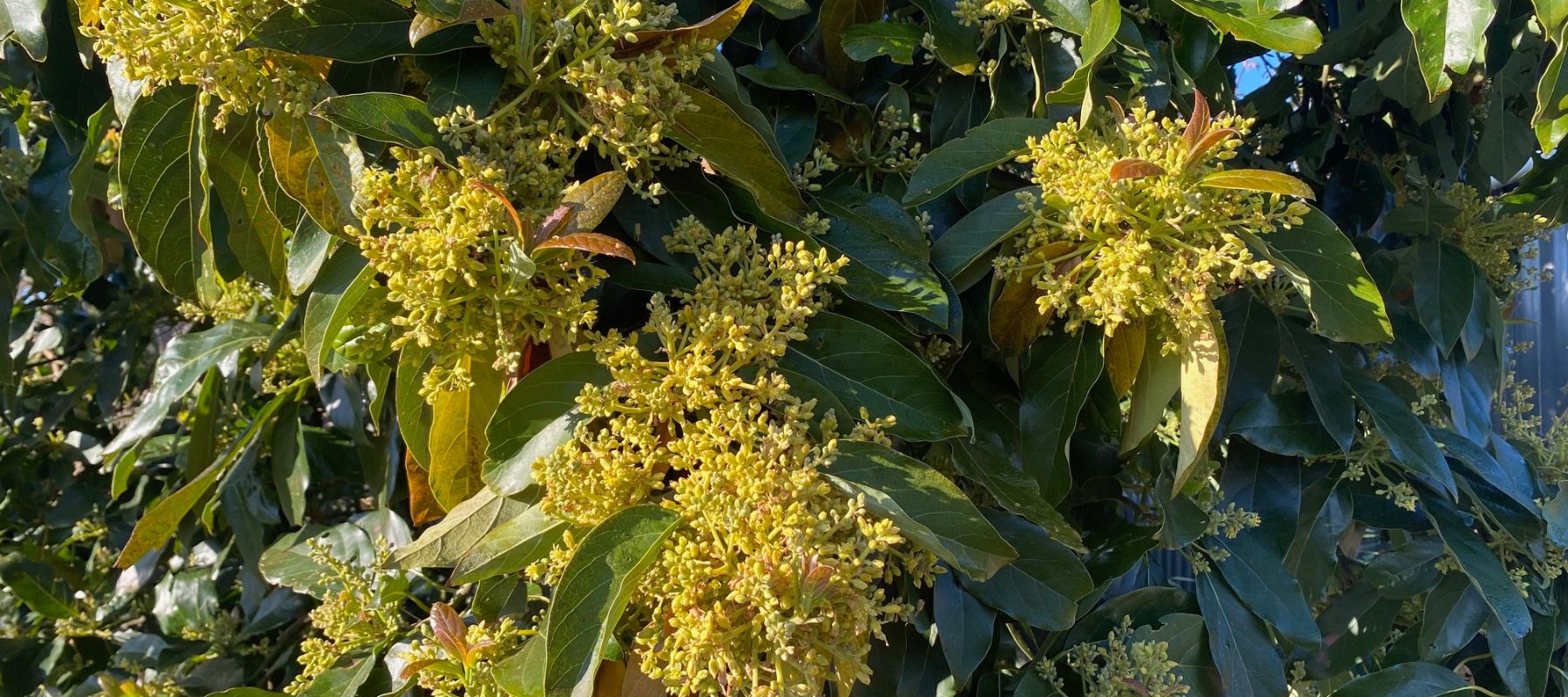 Understanding the flowering and pollination of avocadoes