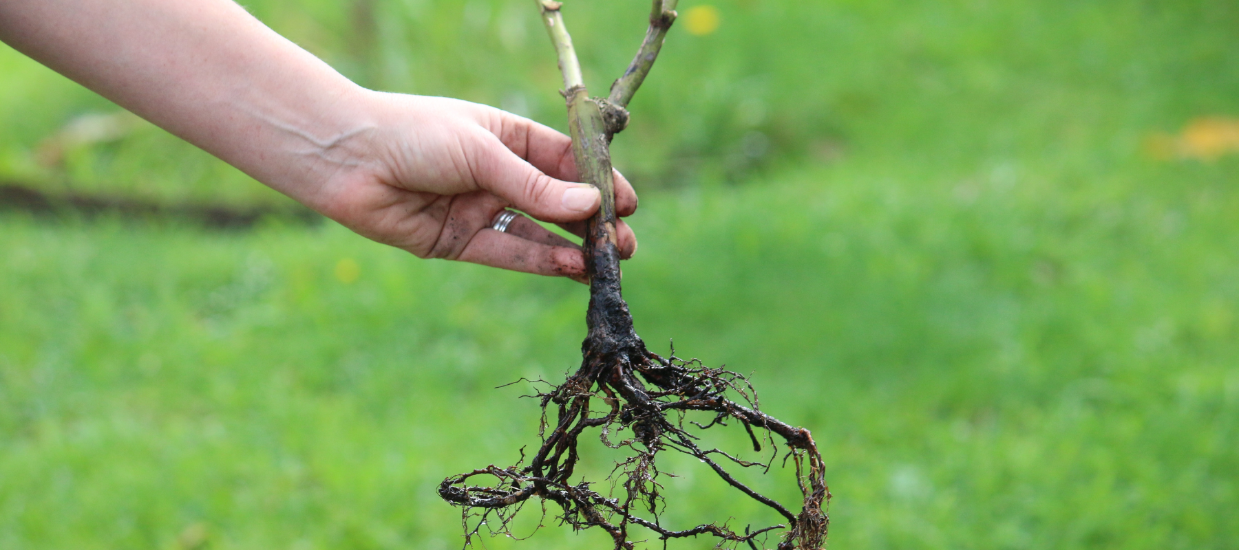 How to care for bare root roses when they arrive