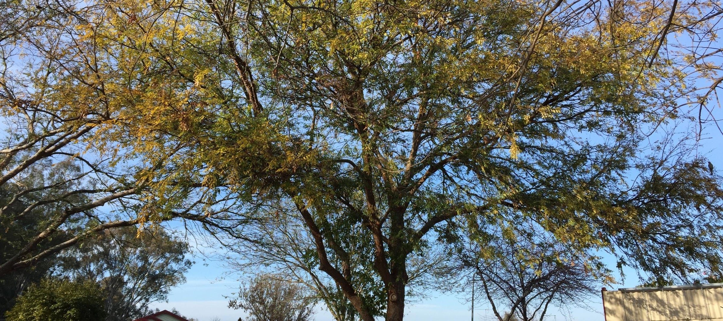 Chinese Elm