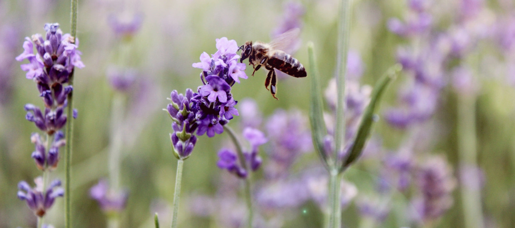 Bee friendly gardening