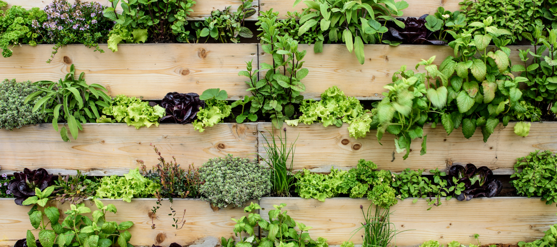 Growing an Edible Vertical Garden