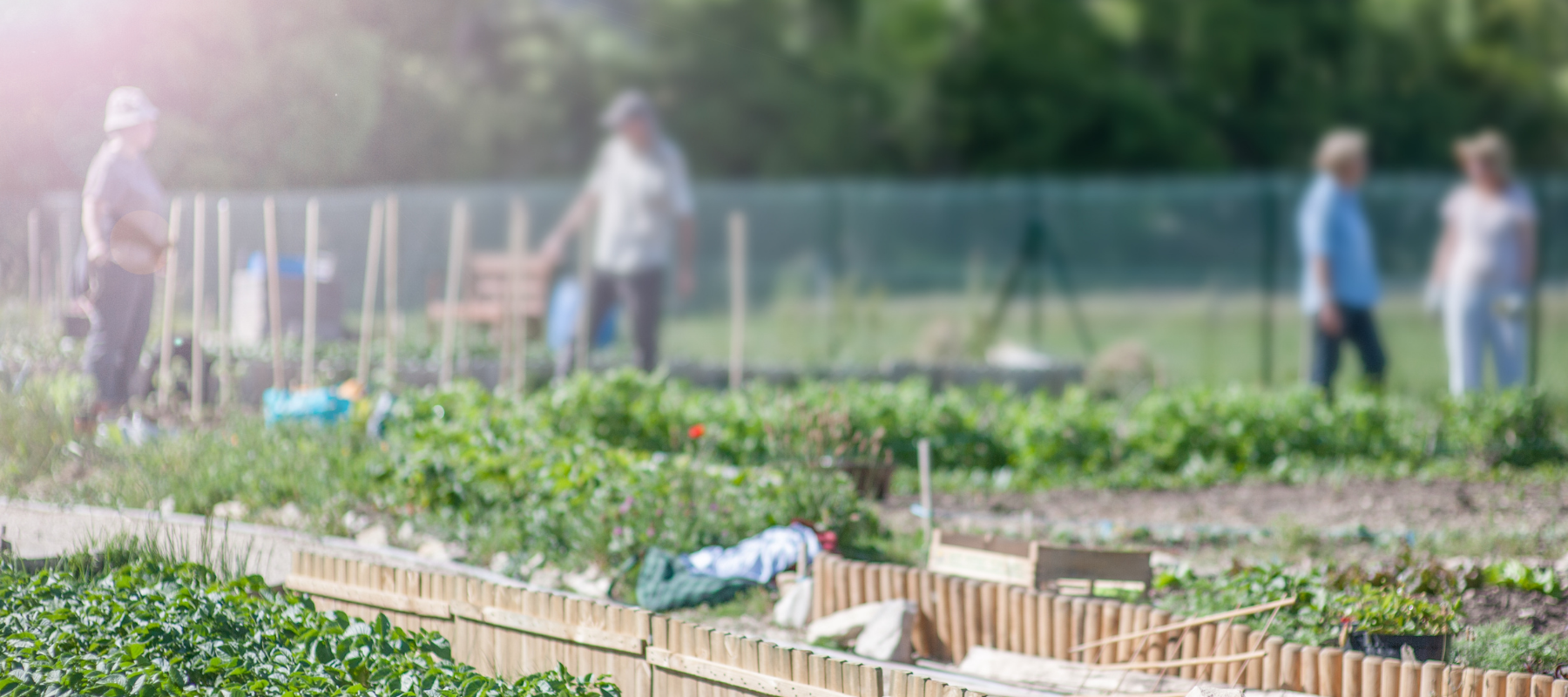 Community food gardening