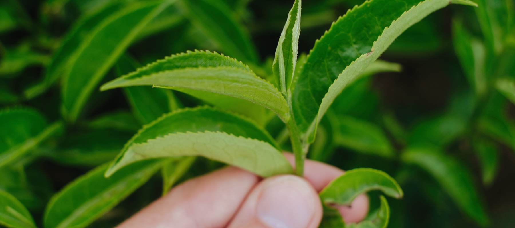 The Tea Plant - Camellia sinensis