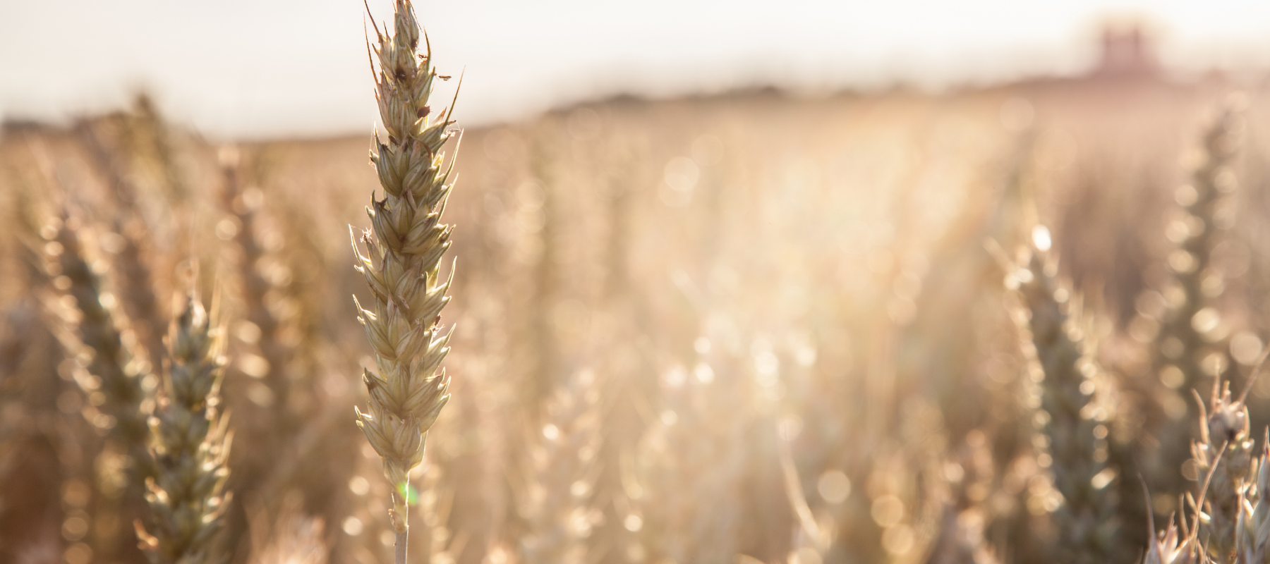"Monsanto's Roundup weedkiller caused cancer" Court says