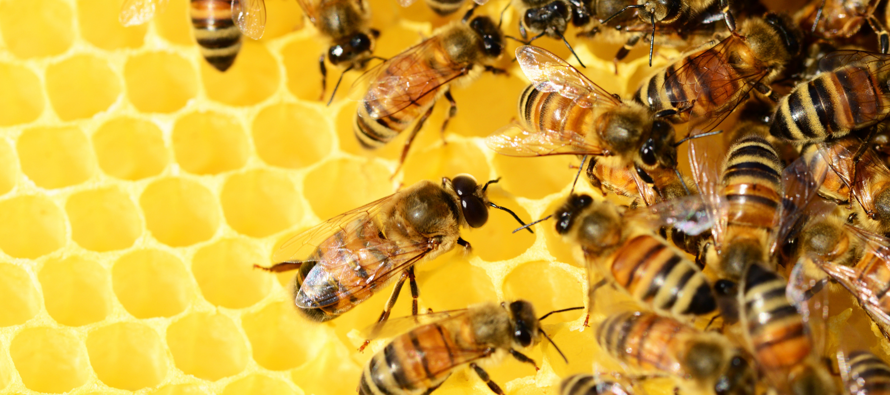 Why the collapse of bees is so important