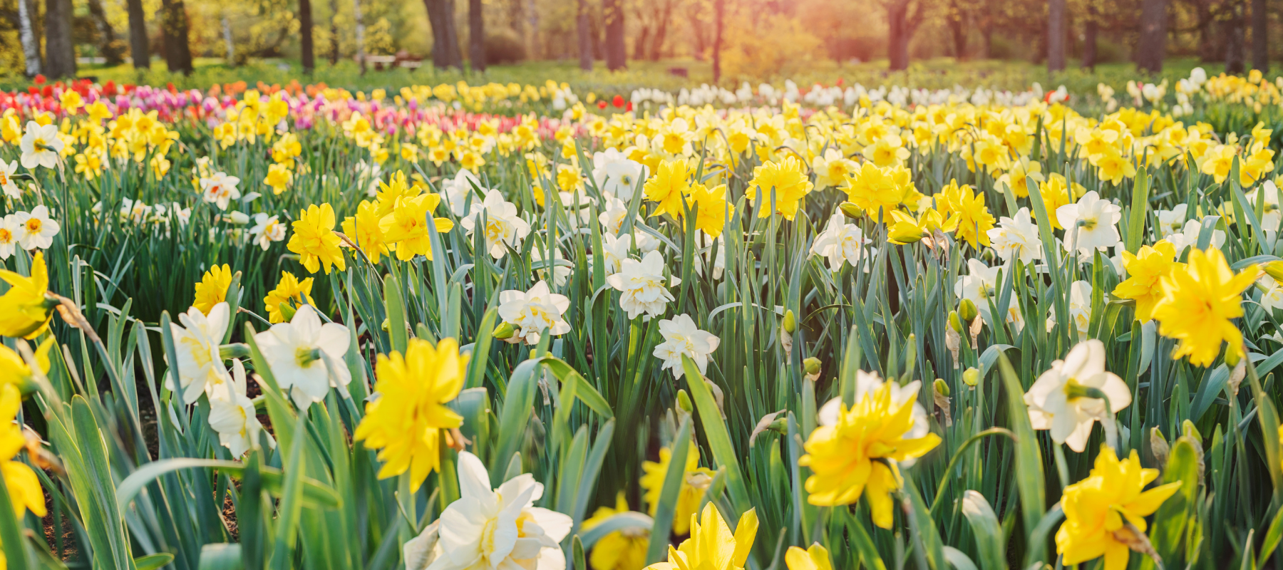 How to plant and grow Spring bulbs