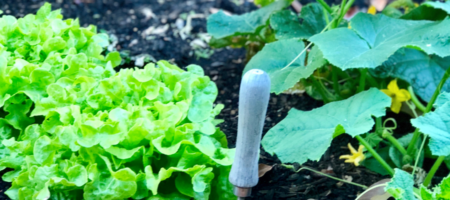 Square foot gardening
