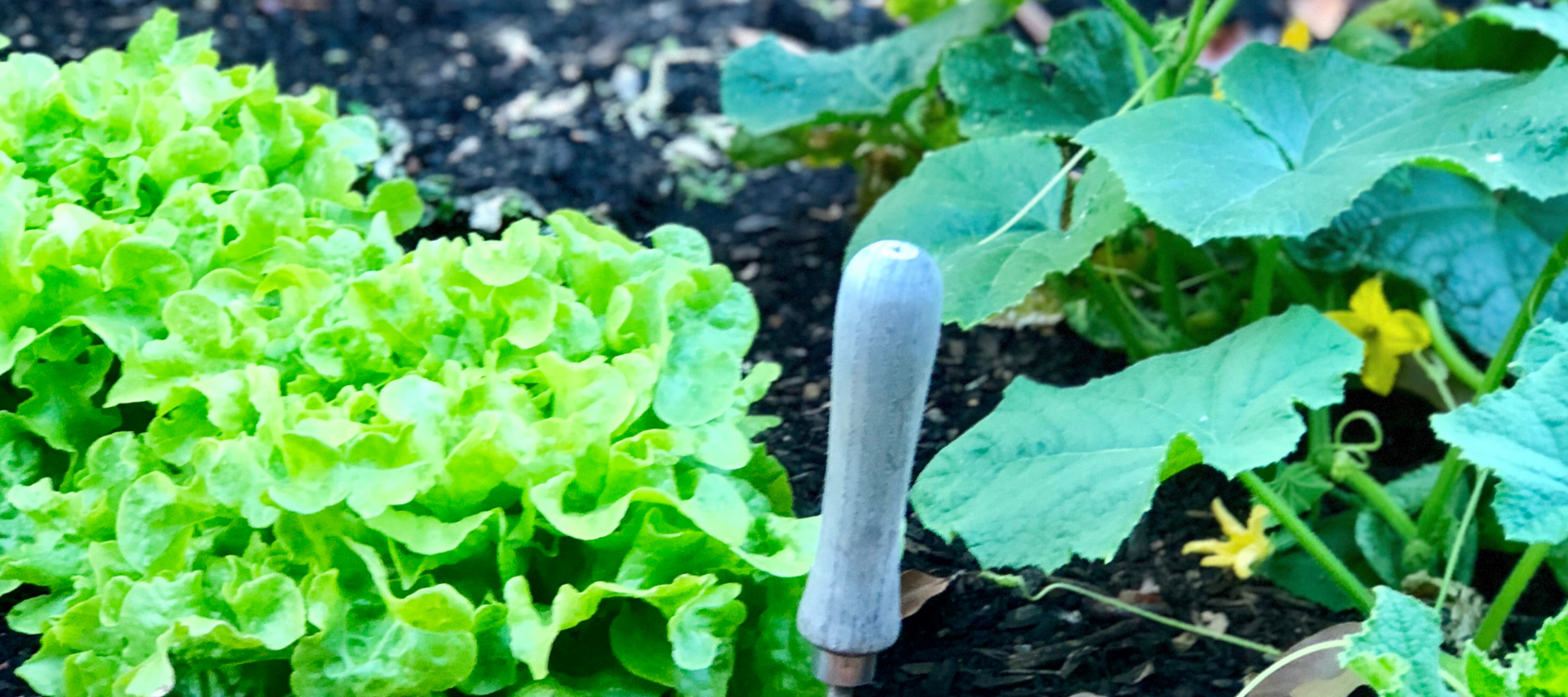 Square foot gardening