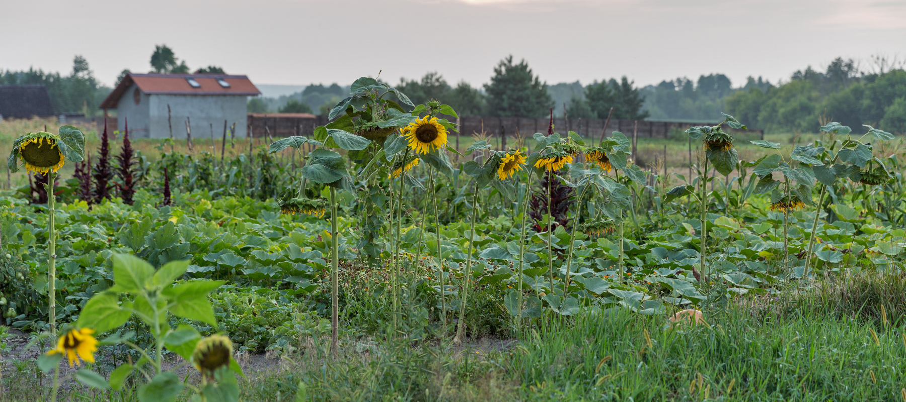 Caring for your summer vegetable garden