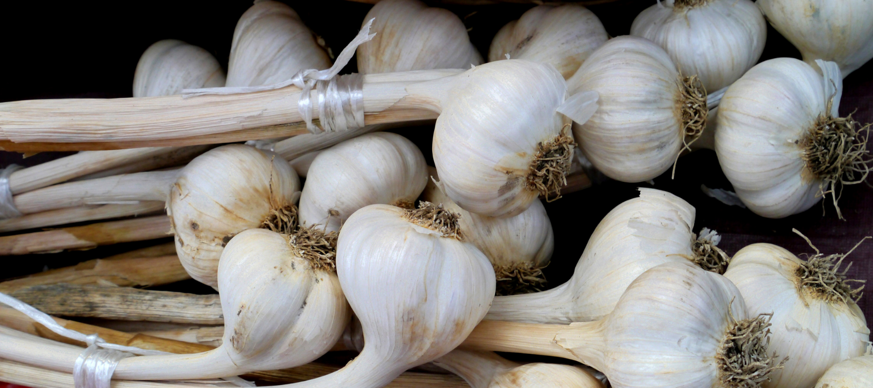 Penny's Garlic Growing Tips