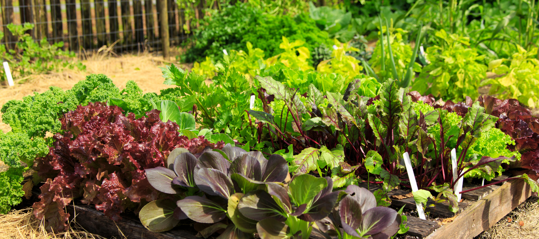 Growing your own food is the quickest way to solve climate change