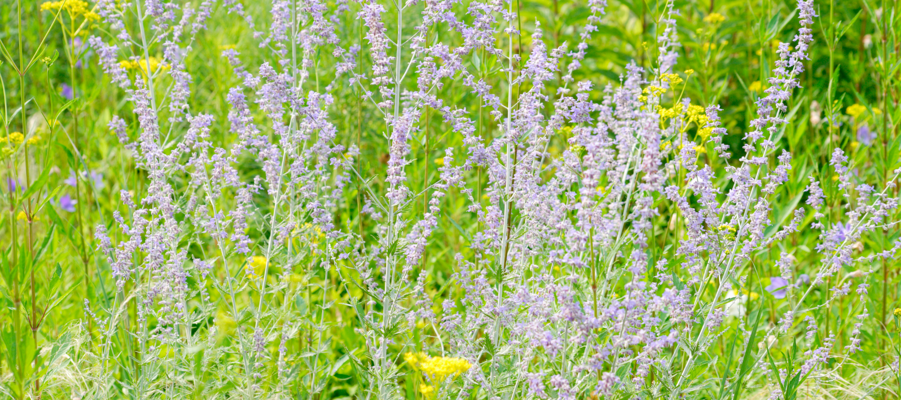 Evergreen Perennials