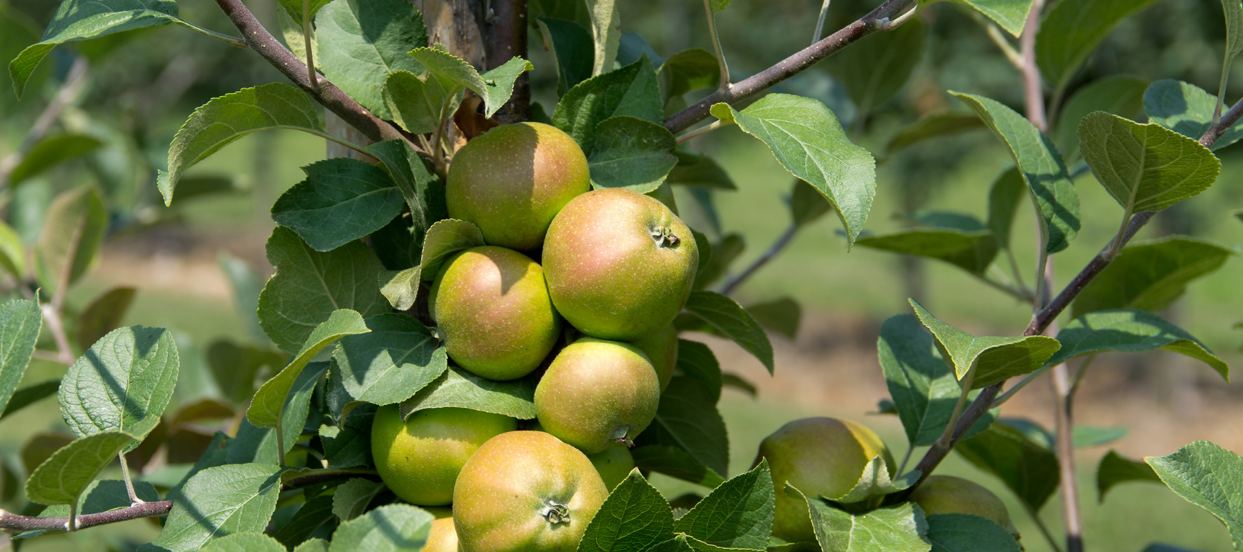 Heirloom Fruit