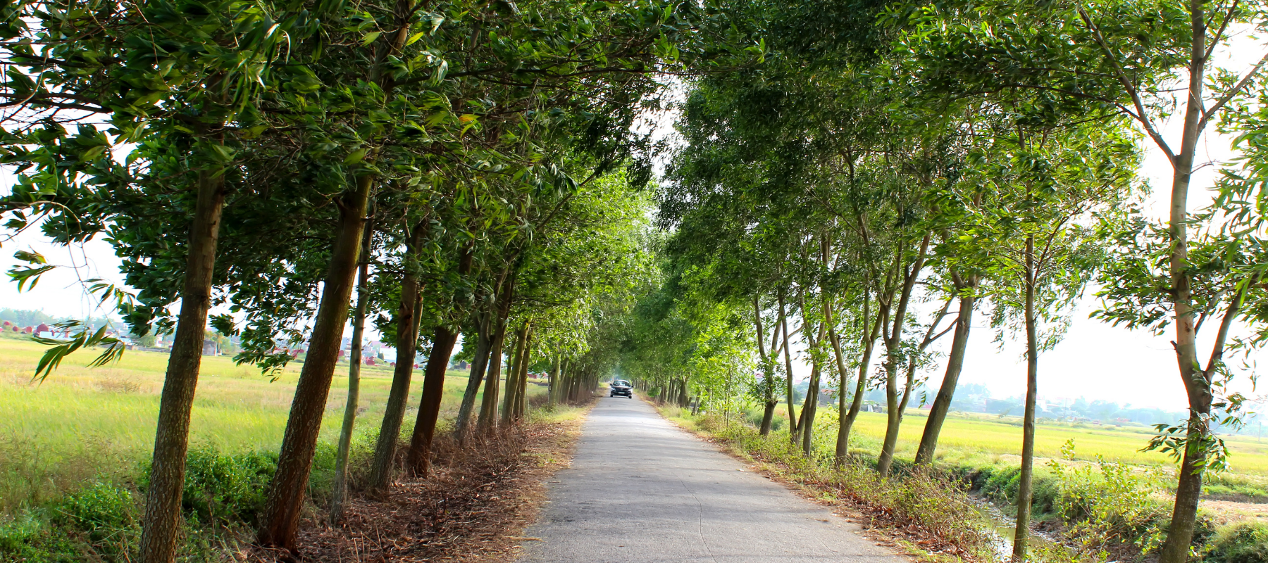 15 urban trees vital for cooling our cities