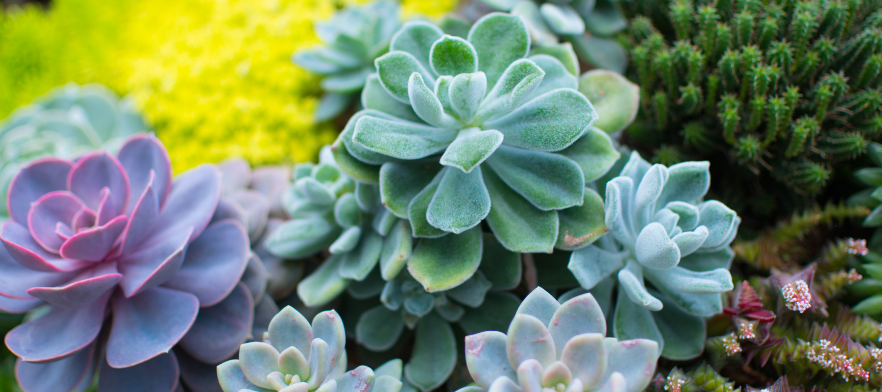 Soft green succulents for a lush green garden