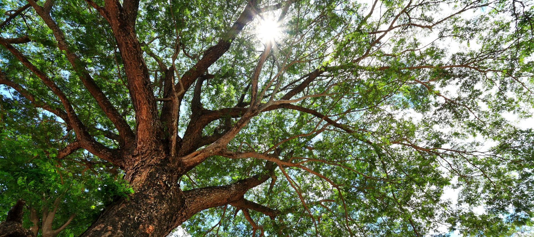 Trees for Shade