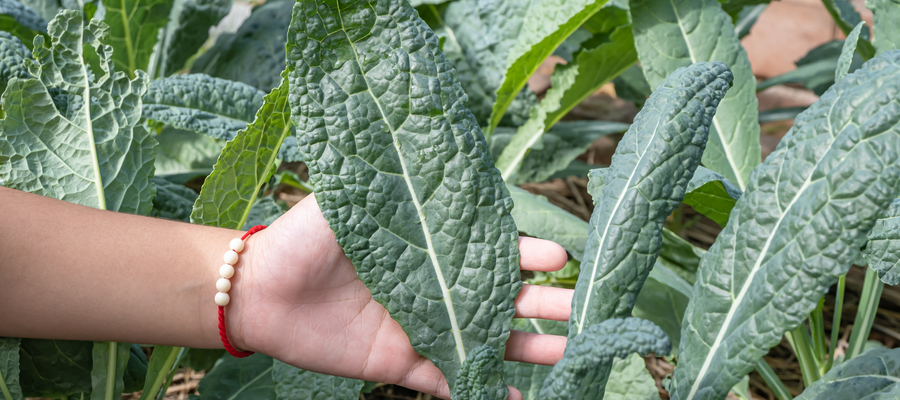 Grow your Own Greens