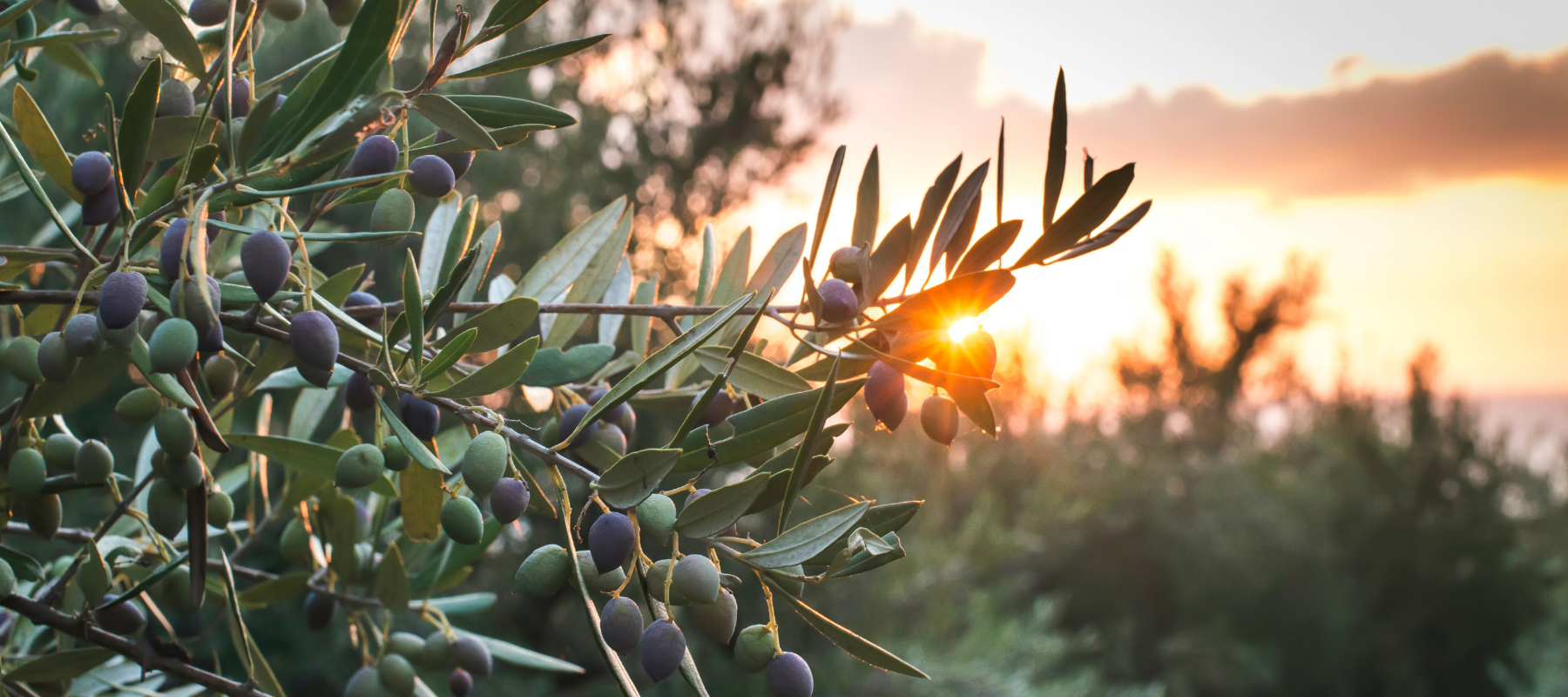 How to Grow Olives