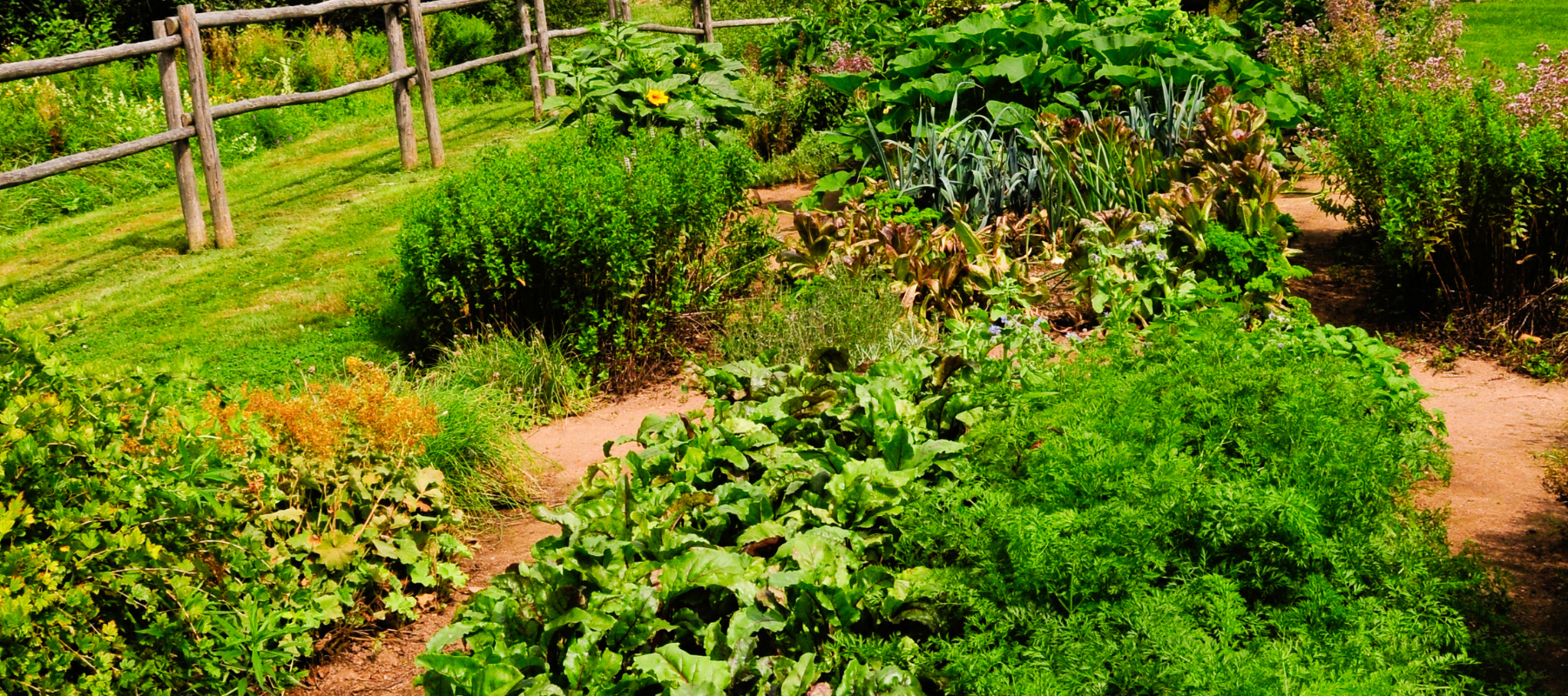 Making a Beautiful Garden Edible