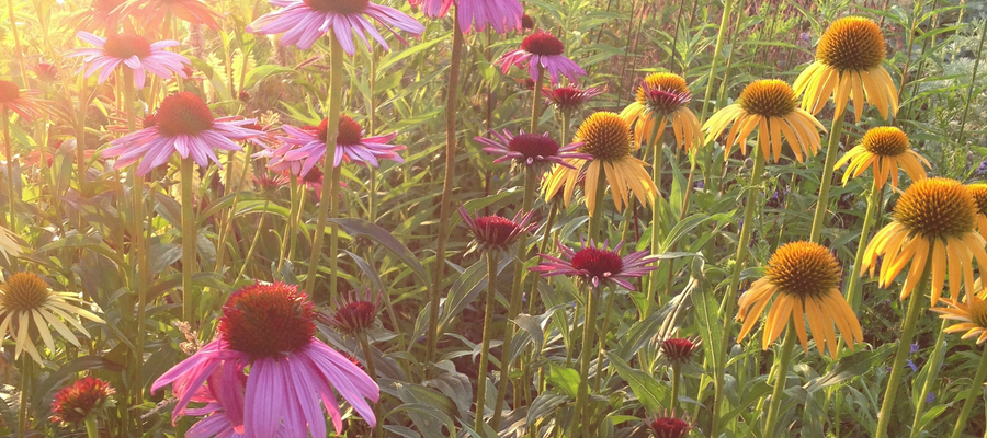 Where does your gardening inspiration come from?