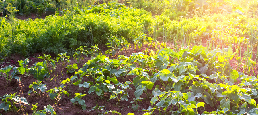 Why gardening organically is so important for gardeners