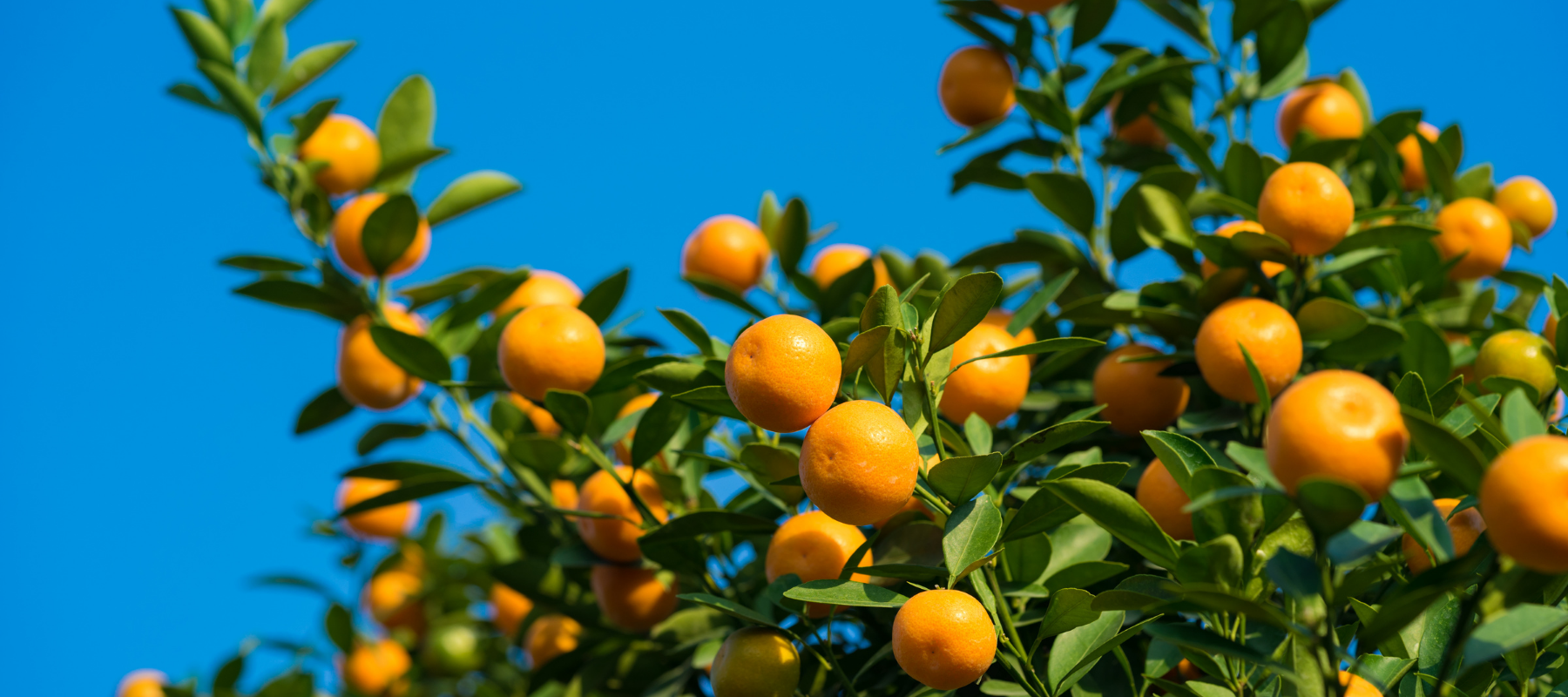 Meet Australia's citrus gurus: the Tolleys from Renmark