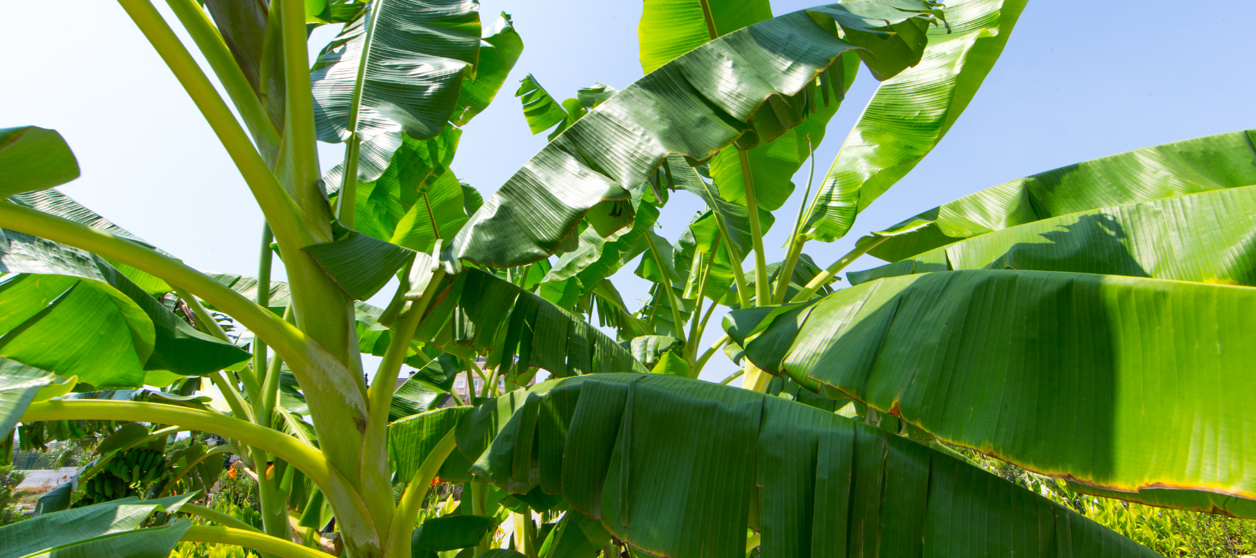 Summer gardening in the subtropics