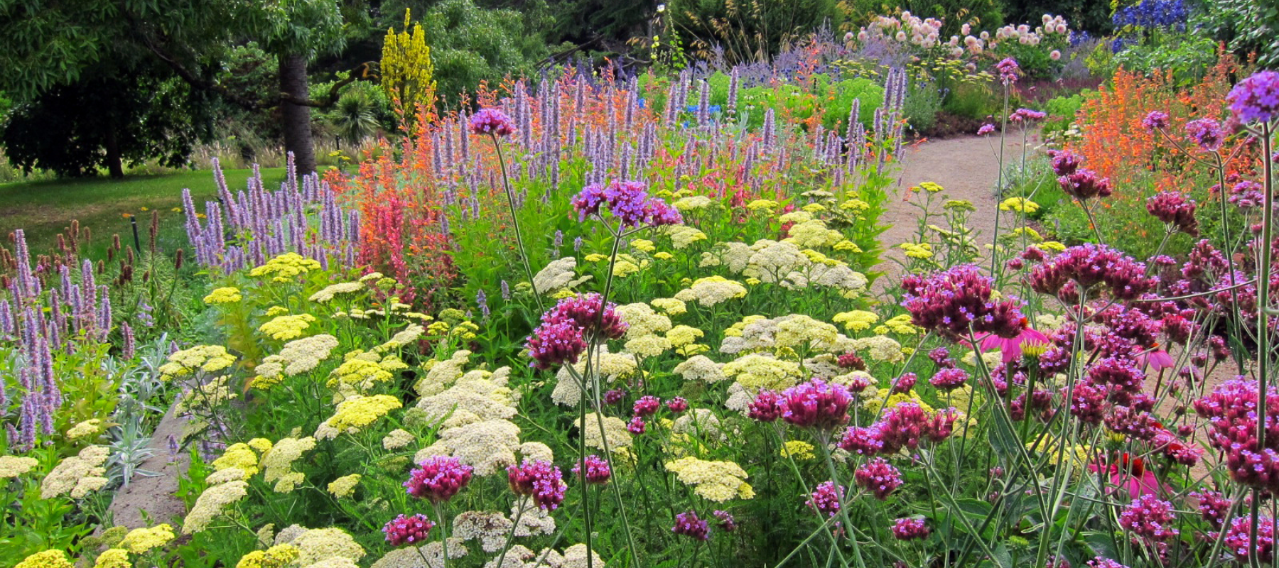 Create a Summer Flowering Perennial Border