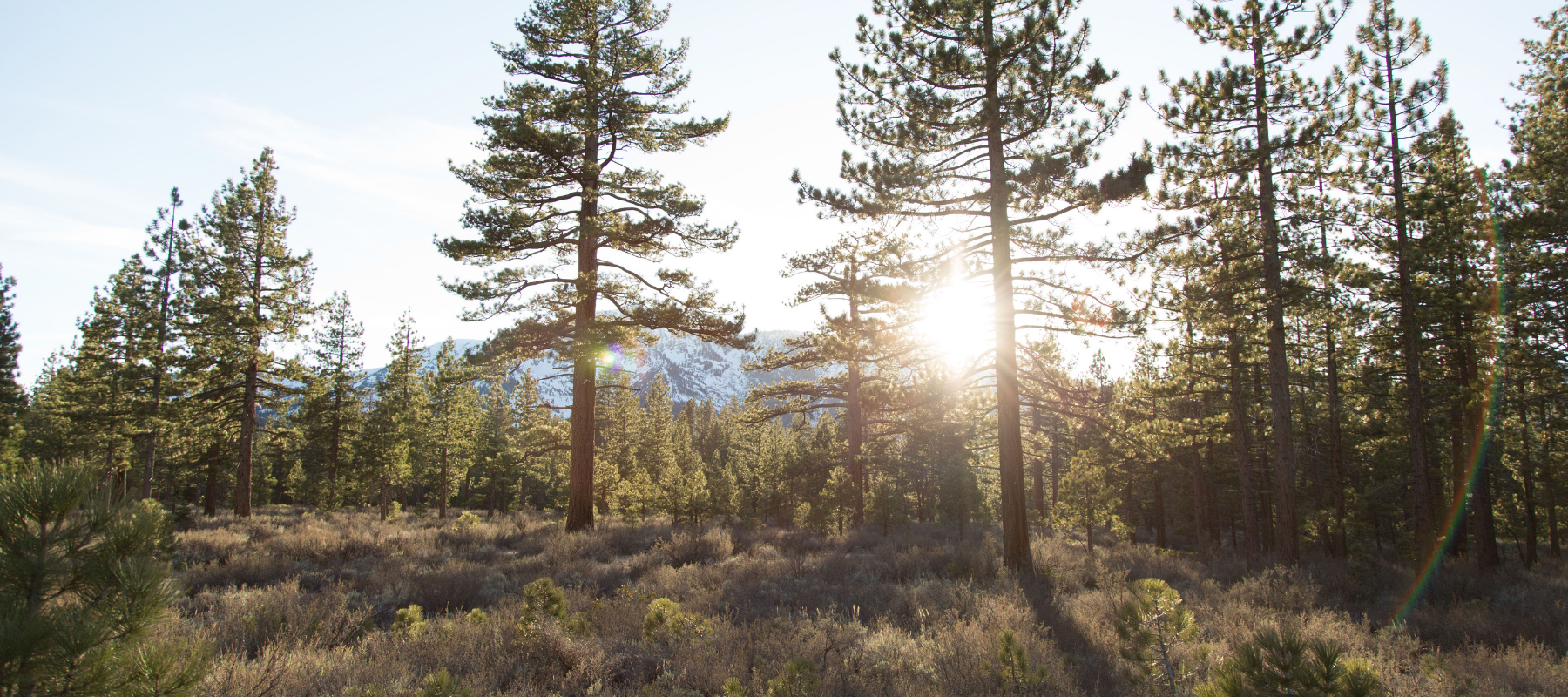 Why wilderness is so important to gardeners