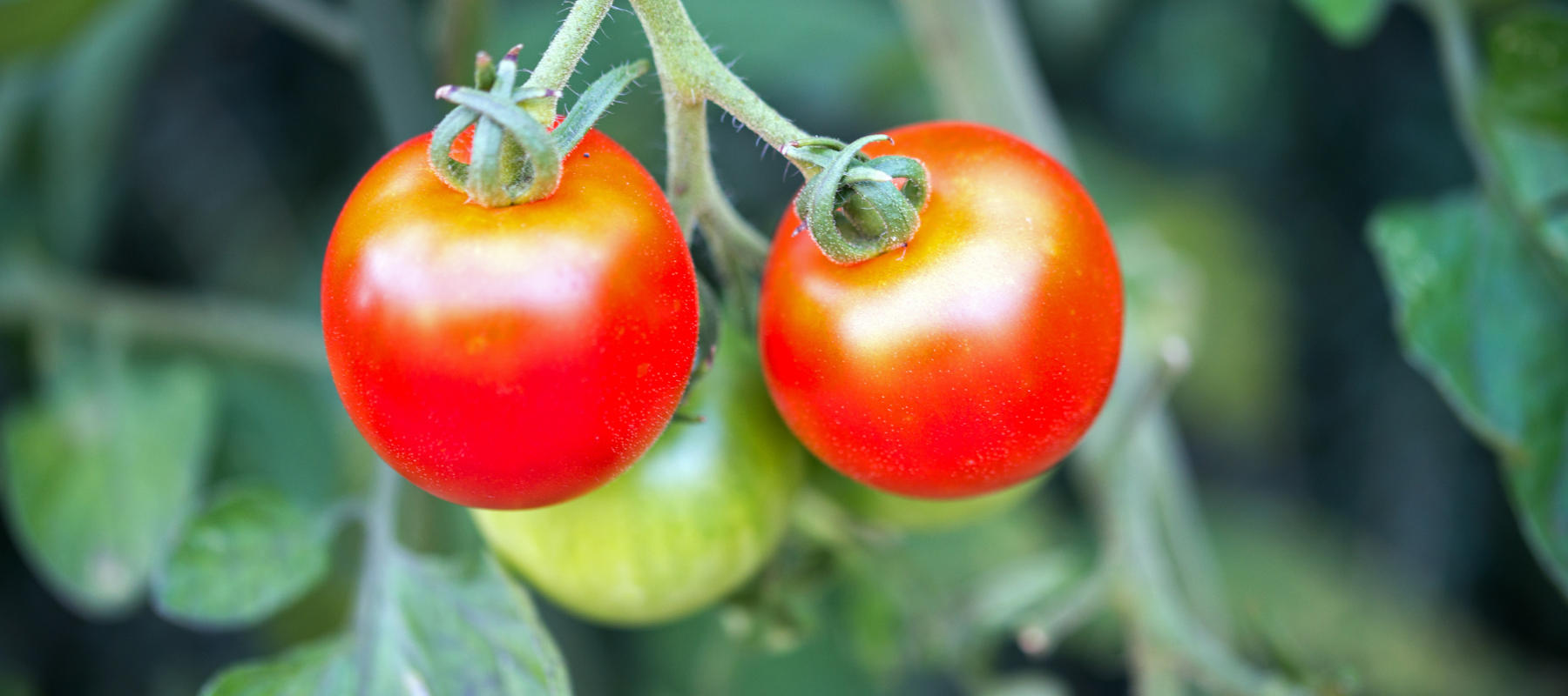 How to grow Tomatoes