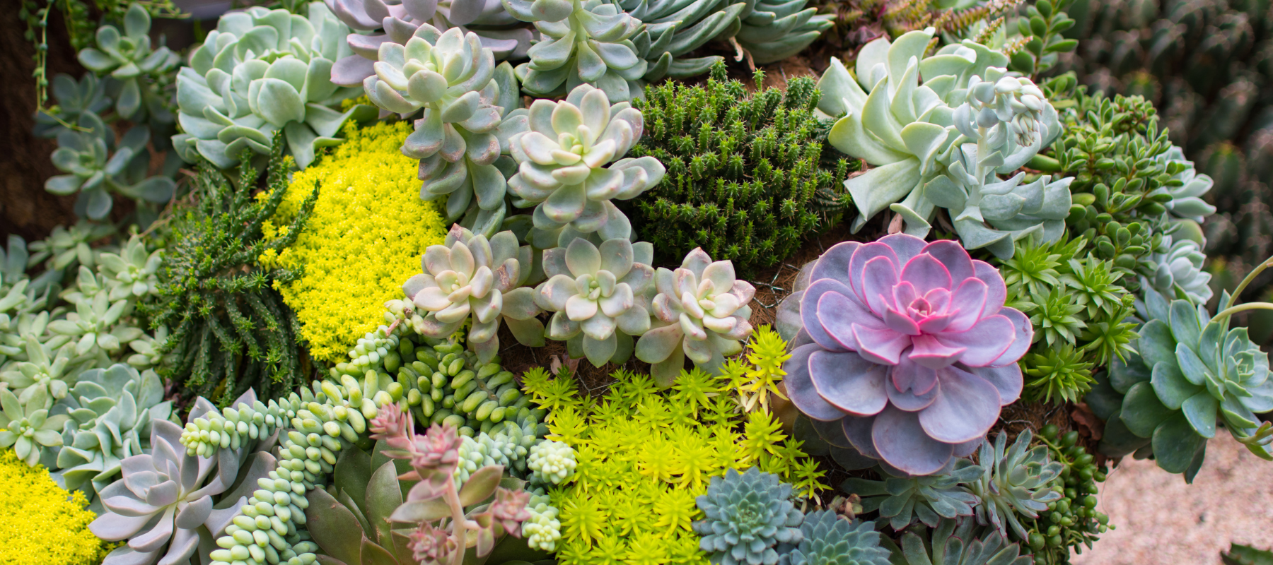 Soft succulents for summer gardens