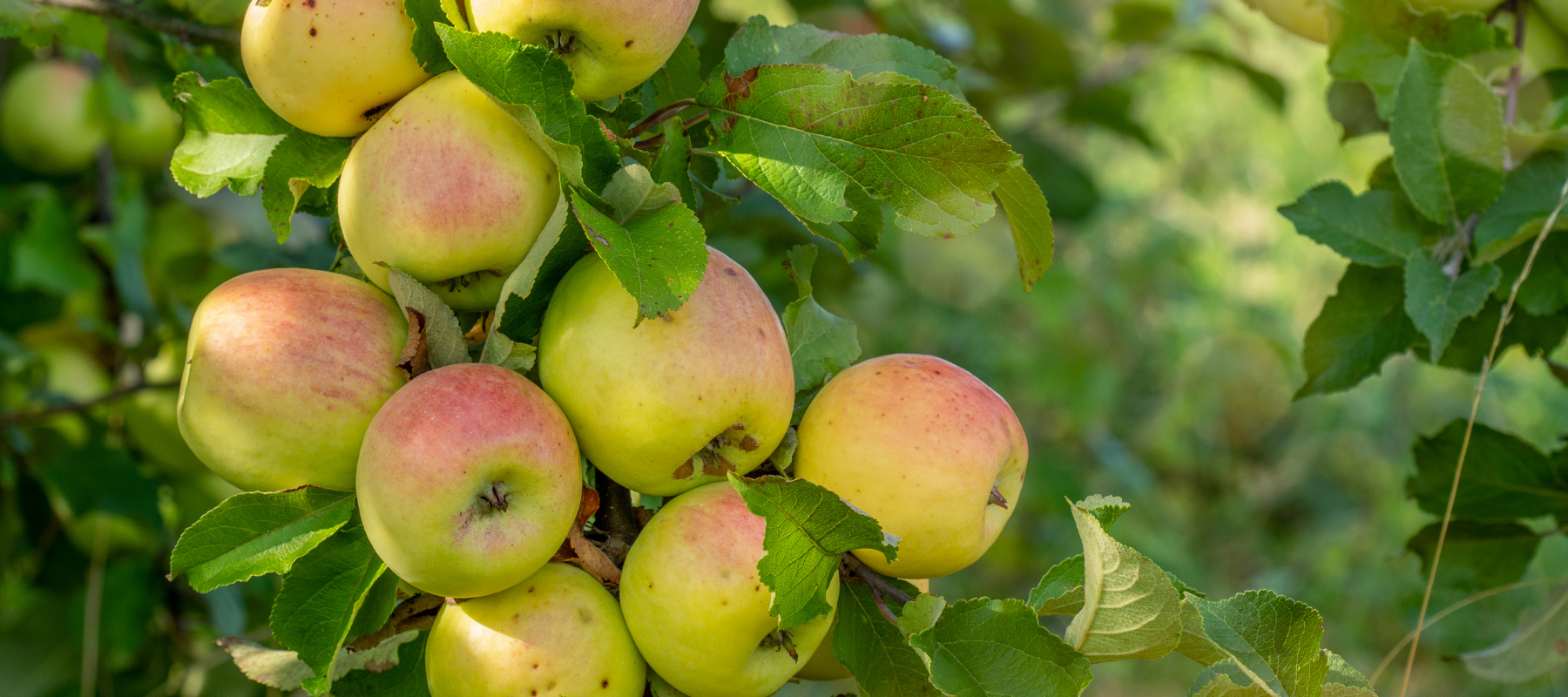 Growing 200 fruit trees in your backyard